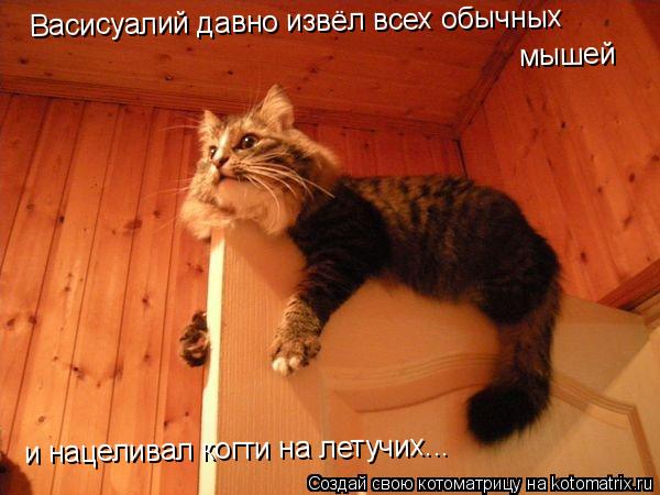 Котоматрица: Васисуалий давно извёл всех обычных  мышей и нацеливал когти на летучих...