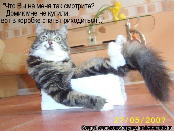 Котоматрица: "Что Вы на меня так смотрите? Домик мне не купили, вот в коробке спать приходиться..."