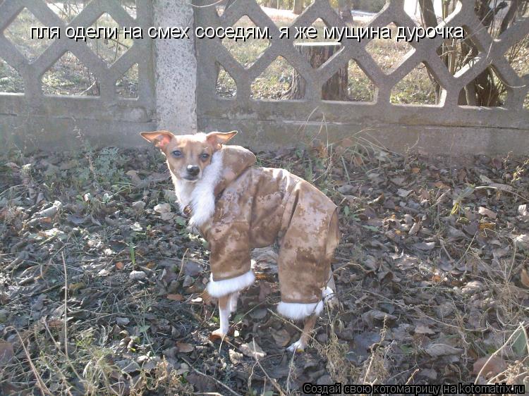Котоматрица: пля одели на смех соседям. я же мущина дурочка