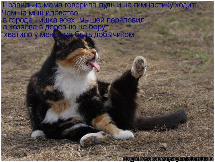 Котоматрица: Правильно мама говорила лудши на гимнастику ходить Чем на мышиловство в городе Тишка всех  мышей переловил  а хозяева в деревню не берут  хв