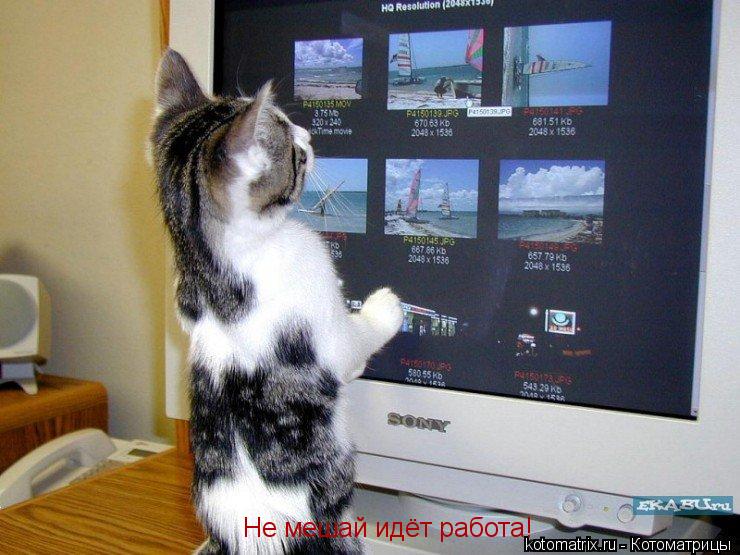 Котоматрица: Не мешай идёт работа! Не мешай идёт работа!