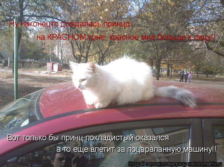 Котоматрица: Ну наконецто дождалась принца на КРАСНОМ коне, красное мне больше к лицу!! Вот только бы принц покладистый оказался а то еще влетит за поцар
