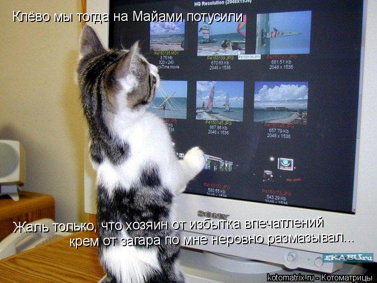 Котоматрица: Клёво мы тогда на Майами потусили Жаль только, что хозяин от избытка впечатлений крем от загара по мне неровно размазывал...
