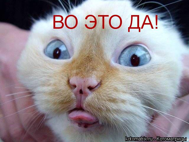 Котоматрица: ВО ЭТО ДА!