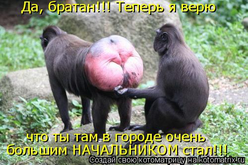 Да, братан!!! Теперь я верю что ты там в городе очень большим НАЧАЛЬНИКОМ стал!!!... Котоматрица: Да, братан!!! Теперь я верю что ты там в городе очень большим НАЧАЛЬНИКОМ стал!!!