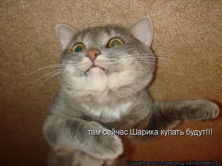 Котоматрица: там сейчас Шарика купать будут!!!