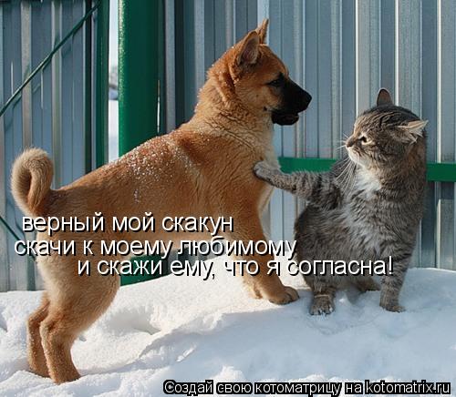 Котоматрица: верный мой скакун скачи к моему любимому и скажи ему, что я согласна!