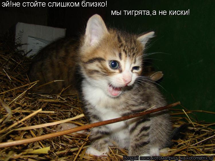 Котоматрица: эй!не стойте слишком близко! мы тигрята,а не киски!