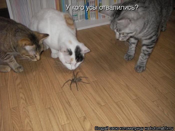 Котоматрица: У кого усы отвалились?