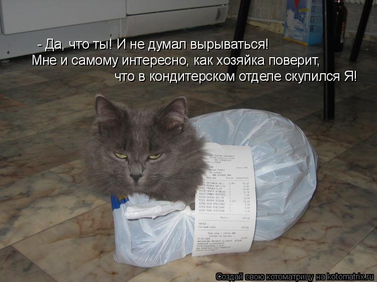 Котоматрица: - Да, что ты! И не думал вырываться! Мне и самому интересно, как хозяйка поверит, что в кондитерском отделе скупился Я!