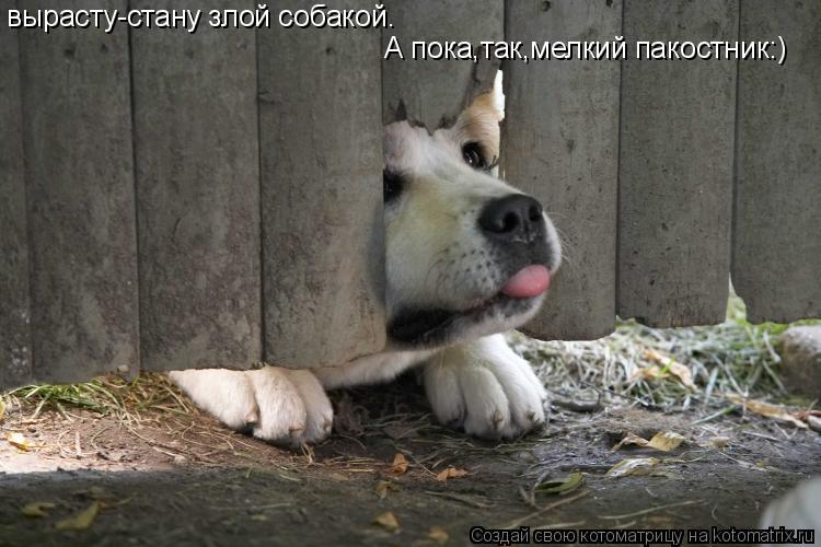 вырасту-стану злой собакой. А пока,так,мелкий пакостник:)... Котоматрица: вырасту-стану злой собакой. А пока,так,мелкий пакостник:)