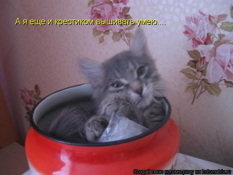 Котоматрица: А я еще и крестиком вышивать умею....