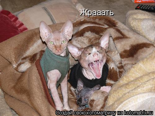 Котоматрица: Жрааать