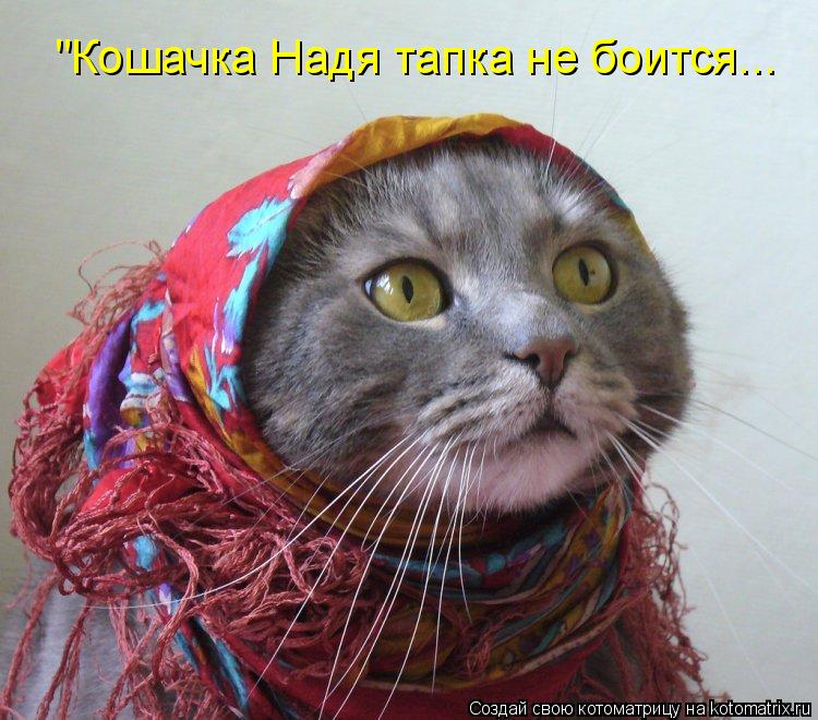 Котоматрица: "Кошачка Надя тапка не боится...