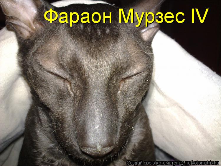 Котоматрица: Фараон Мурзес IV