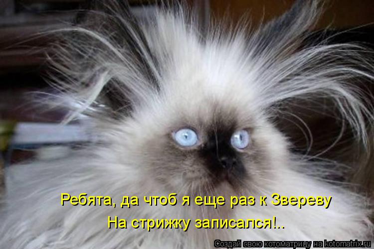 Котоматрица: Ребята, да чтоб я еще раз к Звереву  На стрижку записался!..