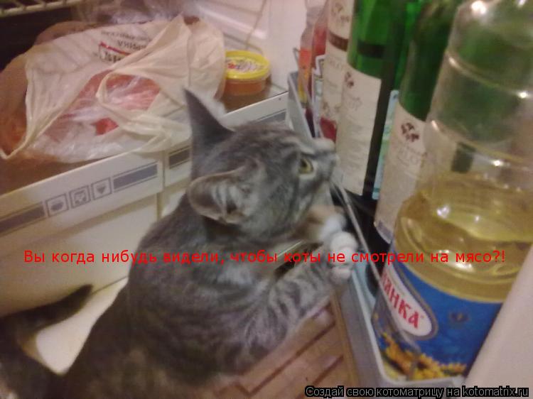 Котоматрица: Вы когда нибудь видели, чтобы коты не смотрели на мясо?!