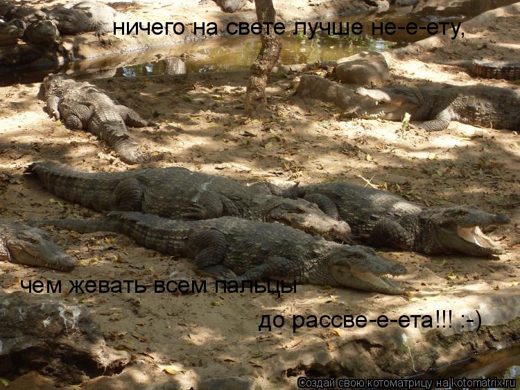 Котоматрица: ничего на свете лучше не-е-ету, чем жевать всем пальцы  до рассве-е-ета!!! :-)