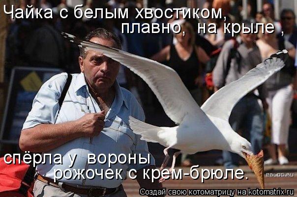 Котоматрица: Чайка с белым хвостиком,  плавно, «на крыле», спёрла у «вороны»  рожочек с крем-брюле…