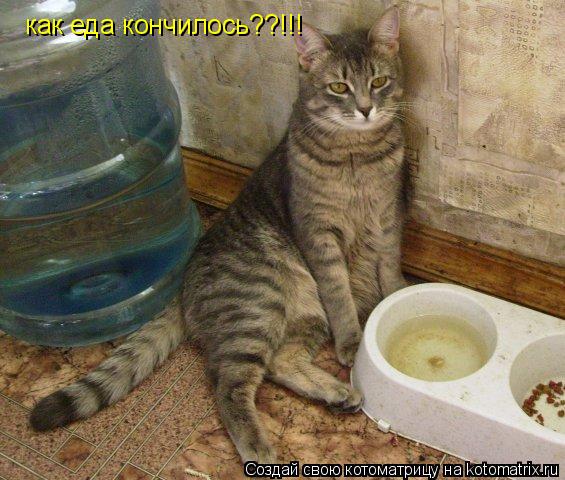 Котоматрица: как еда кончилось??!!!