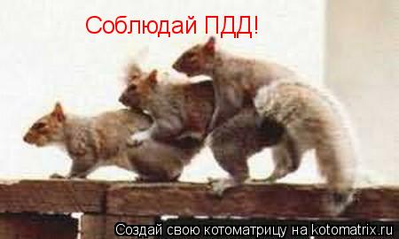 Котоматрица: Соблюдай ПДД!