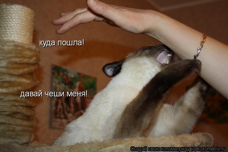 Котоматрица: куда пошла!  давай чеши меня!