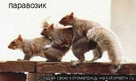 Котоматрица: паравозик
