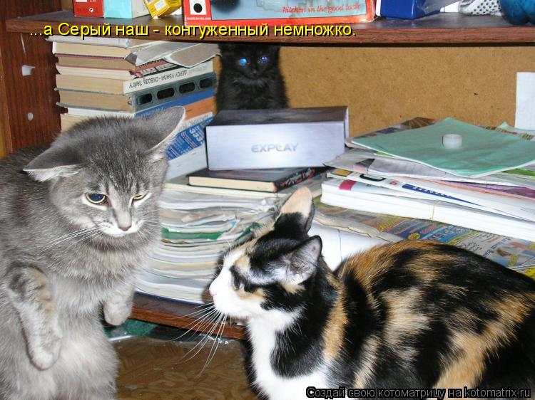 Котоматрица: ...а Серый наш - контуженный немножко…