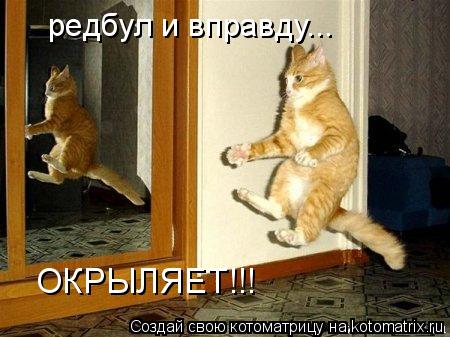 Котоматрица: редбул и вправду... ОКРЫЛЯЕТ!!!
