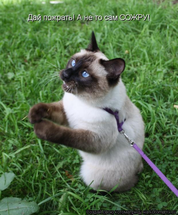Котоматрица: Дай пожрать! А не то сам СОЖРУ!