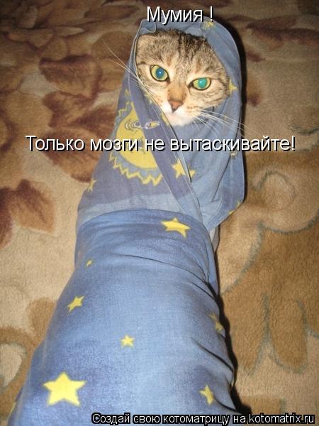 Котоматрица: Мумия ! Только мозги не вытаскивайте!