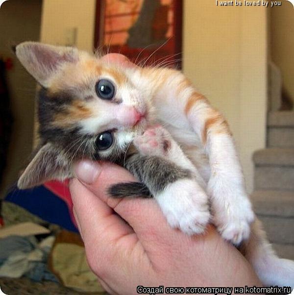 Котоматрица: I want be loved by you