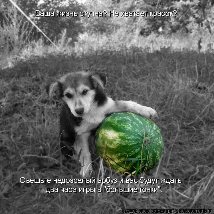 Котоматрица: Ваша жизнь скучна? Не хватает красок? Съешьте недозрелый арбуз и вас будут ждать два часа игры в "большие гонки".