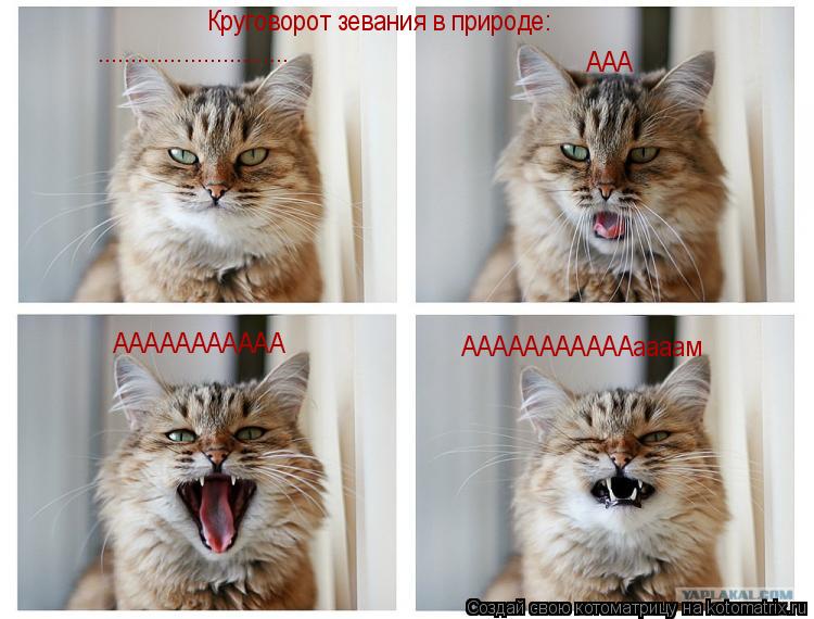 Котоматрица: Круговорот зевания в природе: ............................. ААА ААААААААААА АААААААААААаааам