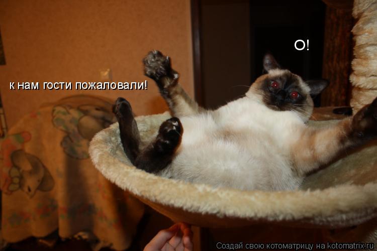 Котоматрица: О! к нам гости пожаловали!