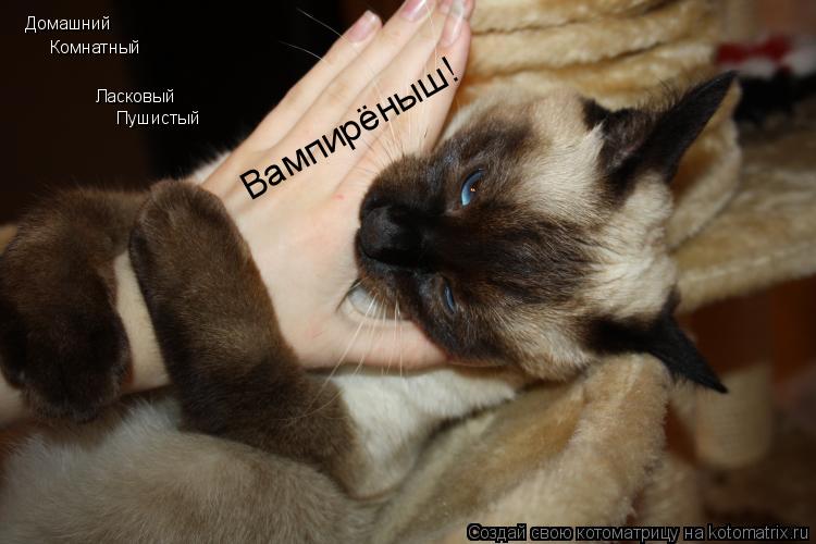 Котоматрица: Домашний Комнатный  Ласковый Пушистый Вампирёныш!