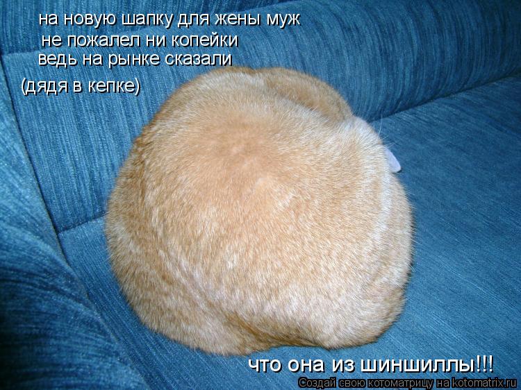 Котоматрица: на новую шапку для жены муж  не пожалел ни копейки ведь на рынке сказали (дядя в кепке) что она из шиншиллы!!!