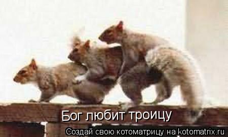 Котоматрица: Бог любит троицу