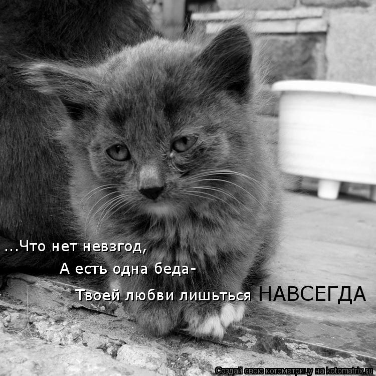 Котоматрица: ...Что нет невзгод, А есть одна беда- Твоей любви лишьться НАВСЕГДА