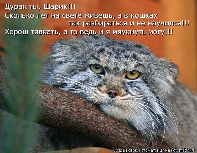 Дурак ты, Шарик!!! Сколько лет на свете живешь, а в кошках так разбираться и не научился!!! Хорош тя... Котоматрица: Дурак ты, Шарик!!! Сколько лет на свете живешь, а в кошках так разбираться и не научился!!! Хорош тявкать, а то ведь и я мяукнуть могу!!!
