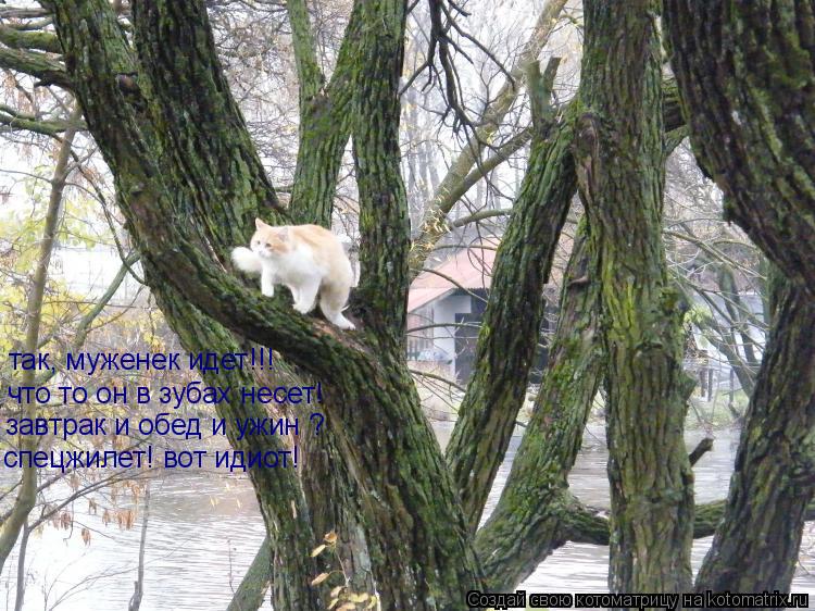 Котоматрица: так, муженек идет!!!  что то он в зубах несет! завтрак и обед и ужин ? спецжилет! вот идиот!