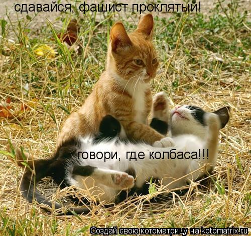 Котоматрица: сдавайся, фашист проклятый! говори, где колбаса!!!