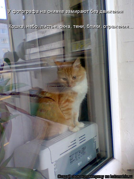 Котоматрица: У фотографа на снимке замирают без движения Кошка, небо, листья, окна, тени, блики, отражения...