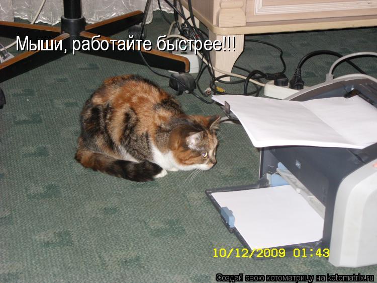 Котоматрица: Мыши, работайте быстрее!!!