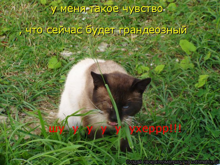 Котоматрица: у меня такое чувство , что сейчас будет грандеозный шу  у  у  у  у  ухеррр!!!