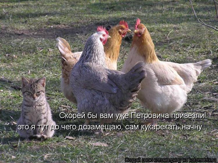 Котоматрица: Скорей бы вам уже Петровича привезли! это я тут до чего дозамещаю, сам кукарекать начну...