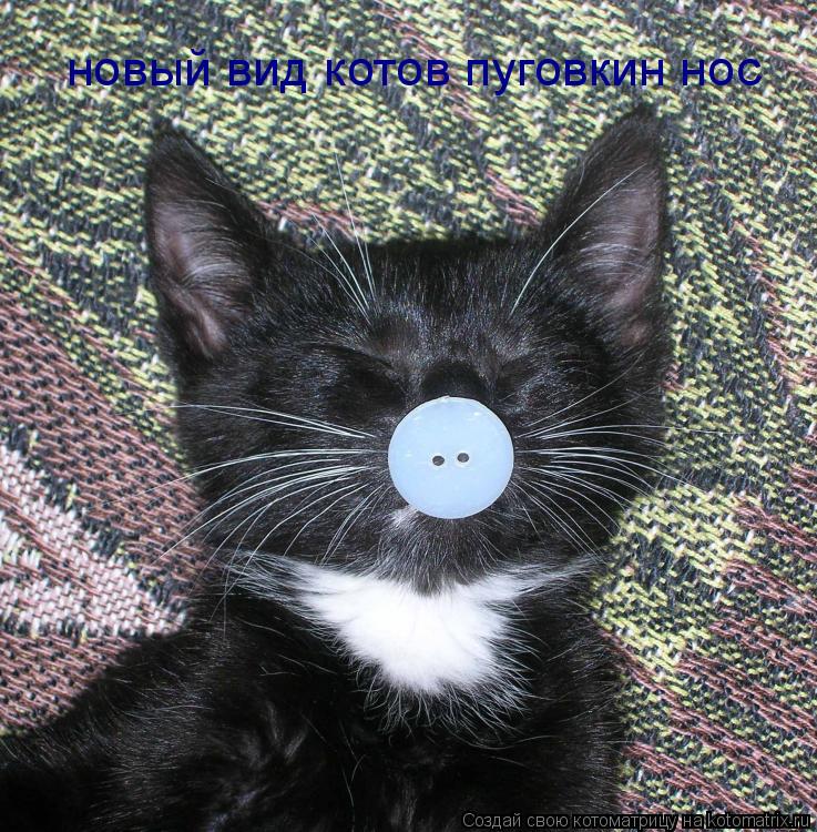 Котоматрица: новый вид котов пуговкин нос