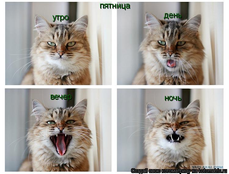Котоматрица: пятница утро день вечер ночь