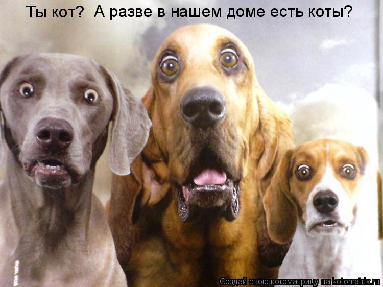 Котоматрица: Ты кот? А разве в нашем доме есть коты?