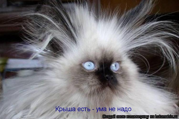 Котоматрица: Крыша есть - ума не надо